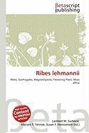 Ribes lehmannii