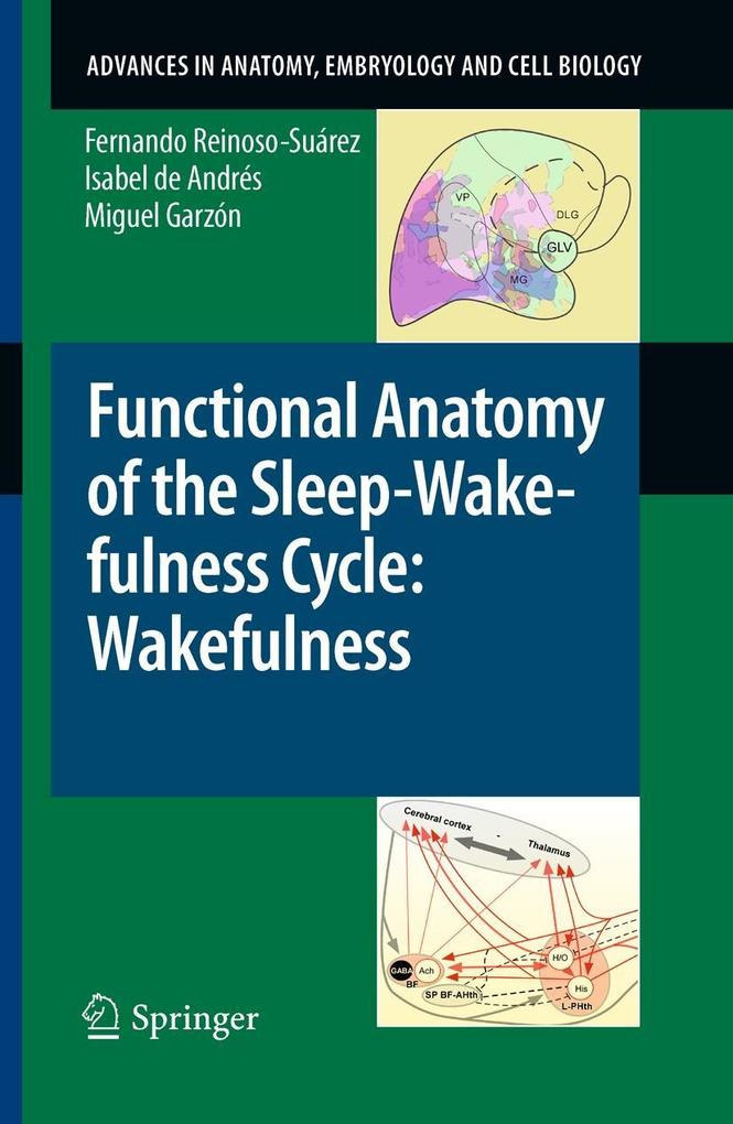 Functional Anatomy of the Sleep-Wakefulness Cycle: Wakefulness