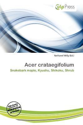 Acer crataegifolium