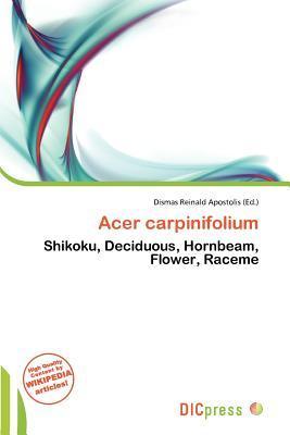 Acer carpinifolium