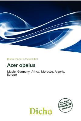Acer opalus