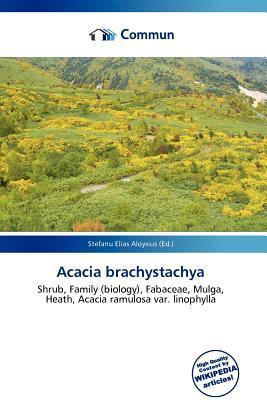Acacia brachystachya