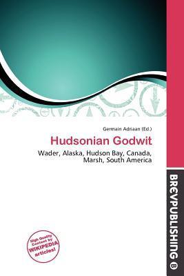 Hudsonian Godwit