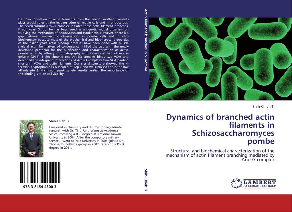 Dynamics of branched actin filaments in Schizosaccharomyces pombe