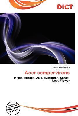 Acer sempervirens