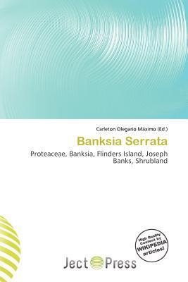 Banksia Serrata