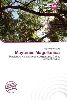 Maytenus Magellanica