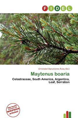 Maytenus boaria