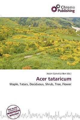 Acer tataricum