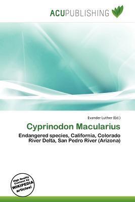 Cyprinodon Macularius