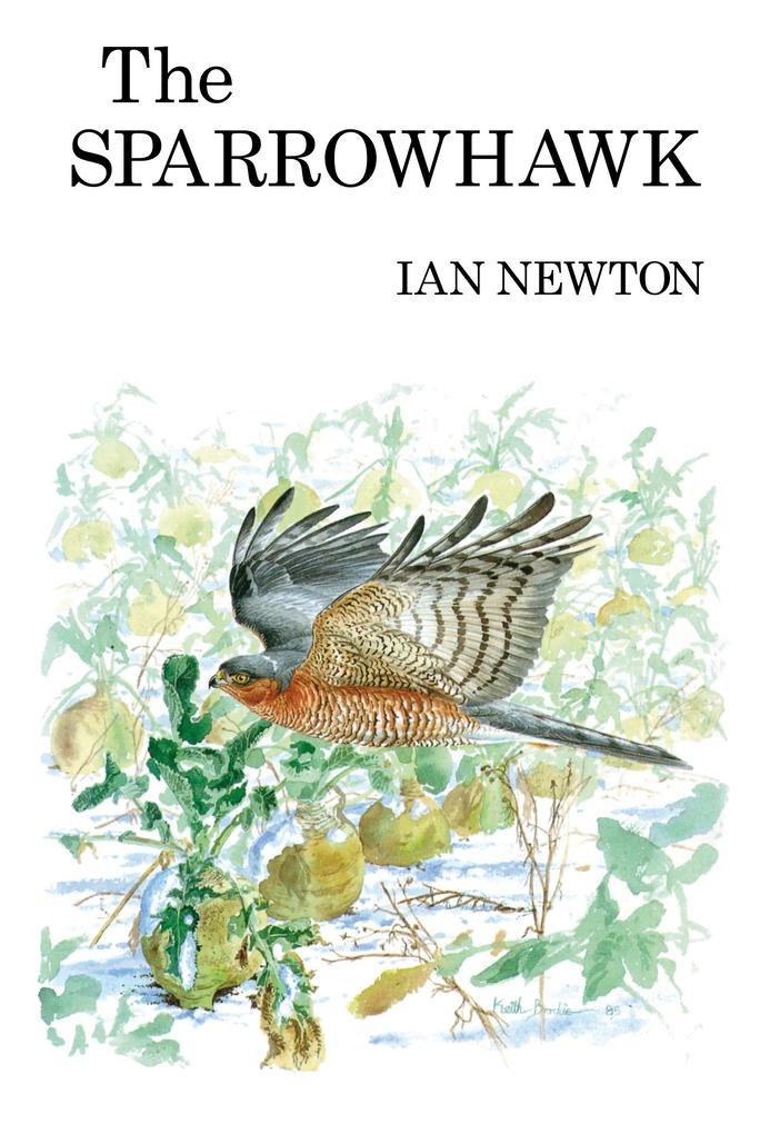 The Sparrowhawk - Ian Newton