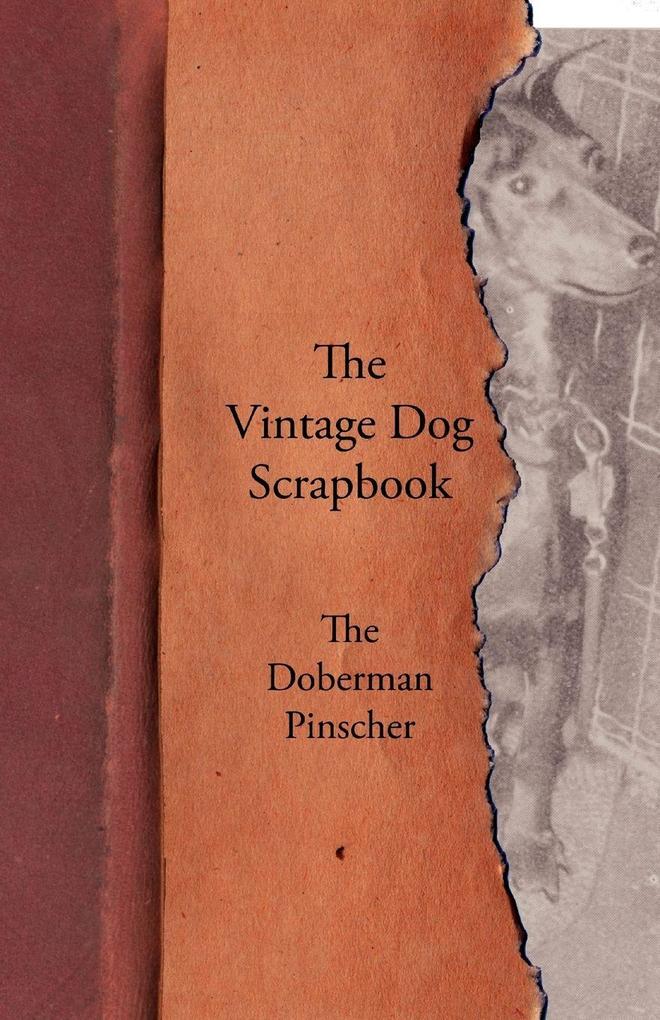 The Vintage Dog Scrapbook - The Doberman Pinscher