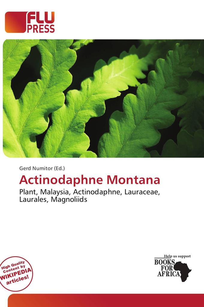 Actinodaphne Montana