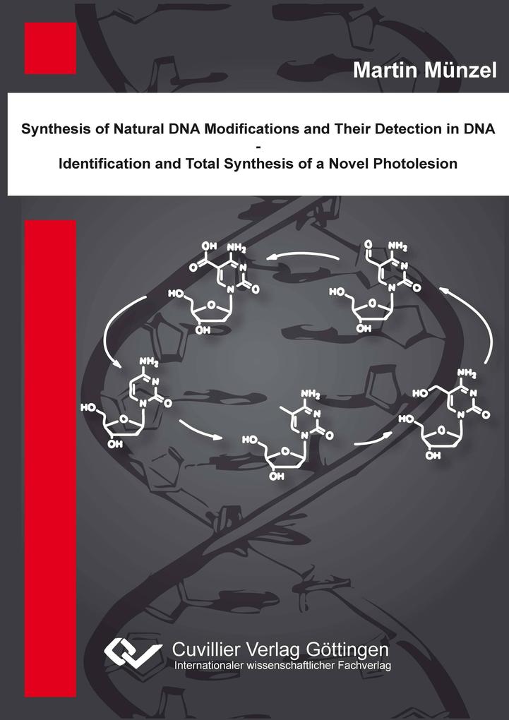 Synthese natürlicher DNA Modifikationen und deren Detektion in DNA - Identifikation und Totalsynthese eines neuartigen DNA Photoschadens