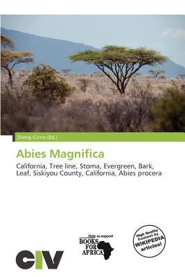 Abies Magnifica