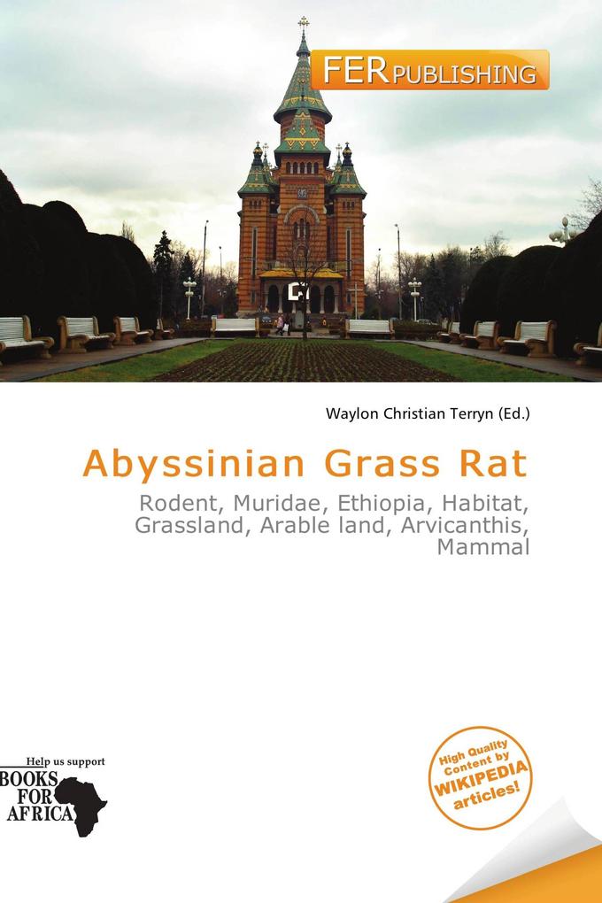 Abyssinian Grass Rat