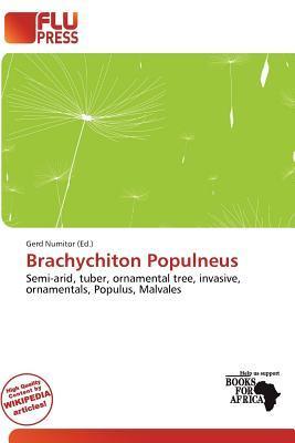 Brachychiton Populneus