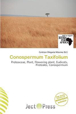 Conospermum Taxifolium