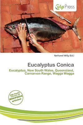 Eucalyptus Conica