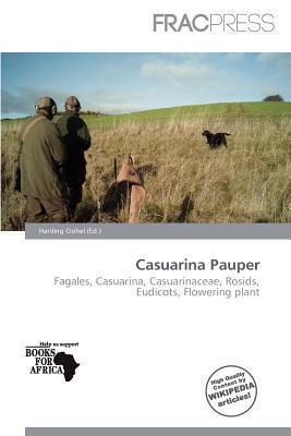 Casuarina Pauper