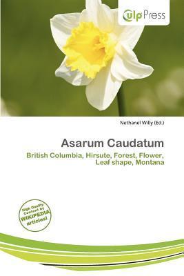 Asarum Caudatum