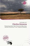 Clarkia Amoena