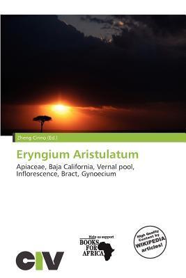 Eryngium Aristulatum