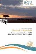 Hackelia Mundula