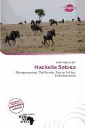 Hackelia Setosa