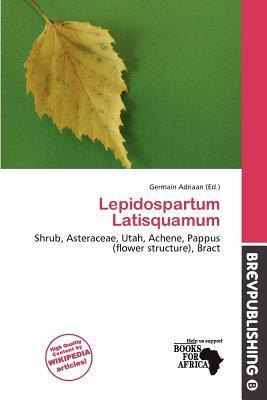 Lepidospartum Latisquamum