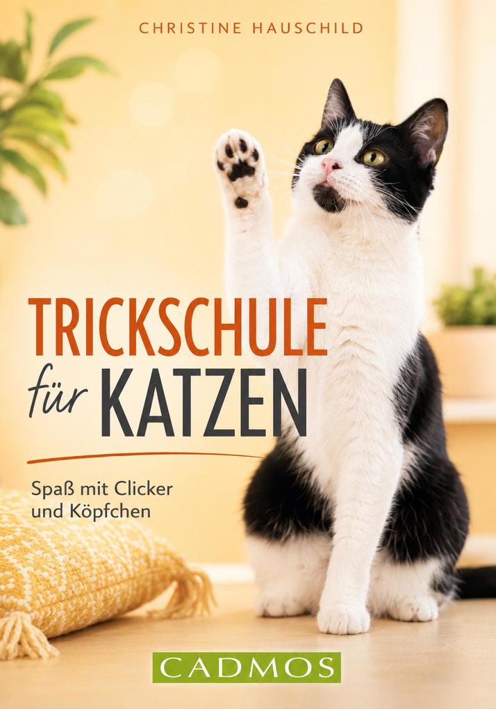 Trickschule für Katzen