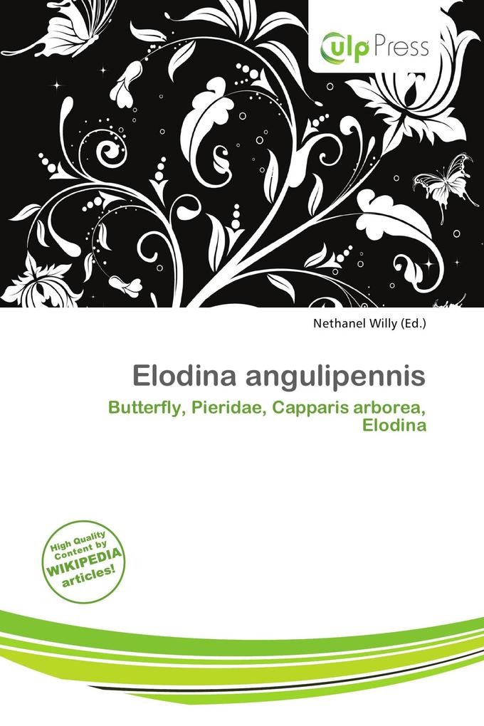 Elodina angulipennis