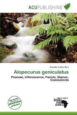 Alopecurus geniculatus