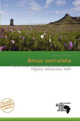 Alnus serrulata