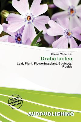 Draba lactea