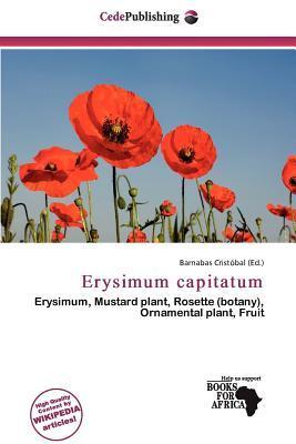 Erysimum capitatum