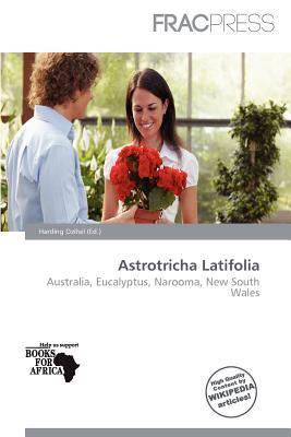 Astrotricha Latifolia