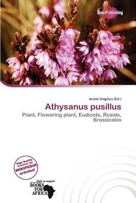 Athysanus pusillus
