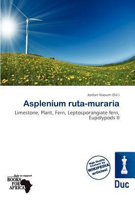 Asplenium ruta-muraria