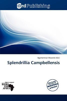 Splendrillia Campbellensis