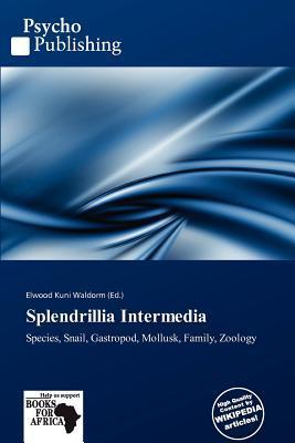 Splendrillia Intermedia