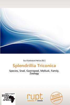 Splendrillia Triconica