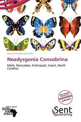 Neadysgonia Consobrina
