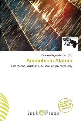 Ammobium Alatum