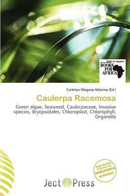 Caulerpa Racemosa