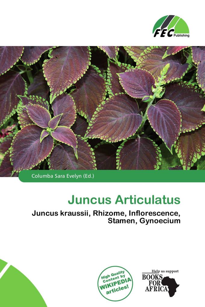 Juncus Articulatus
