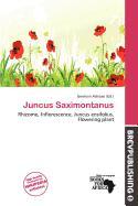 Juncus Saximontanus