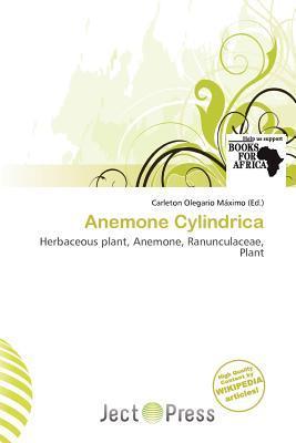 Anemone Cylindrica