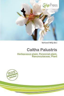 Caltha Palustris