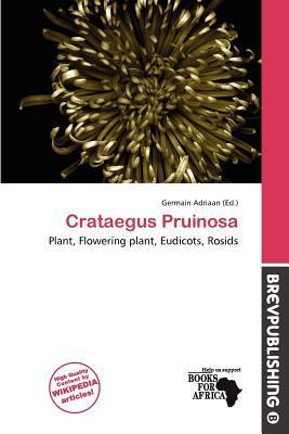 Crataegus Pruinosa